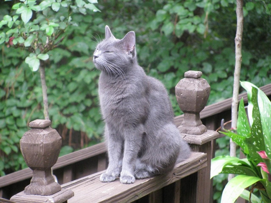 Британская голубая кошка