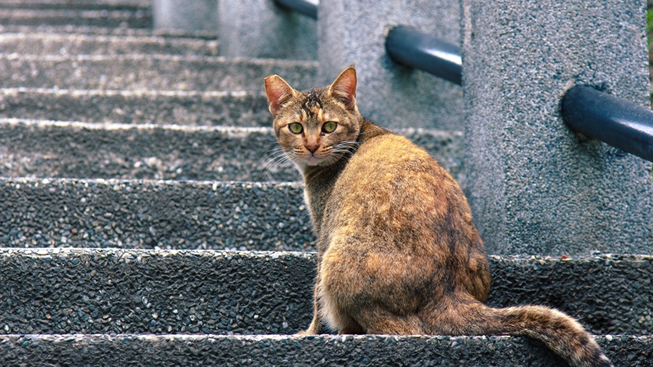 Ступеньки для кошек