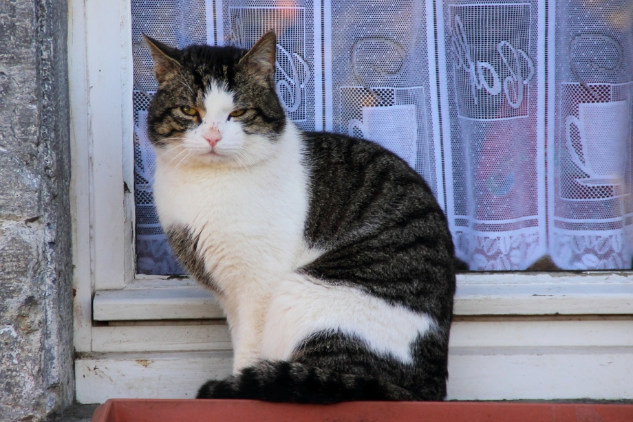 Котик сидит боком