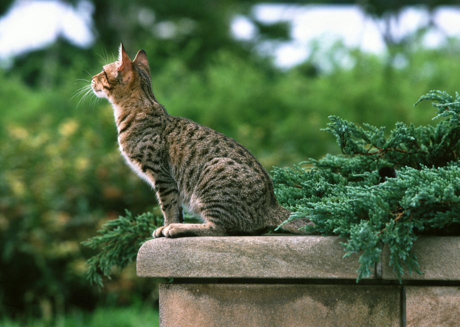 Кот сидит боком