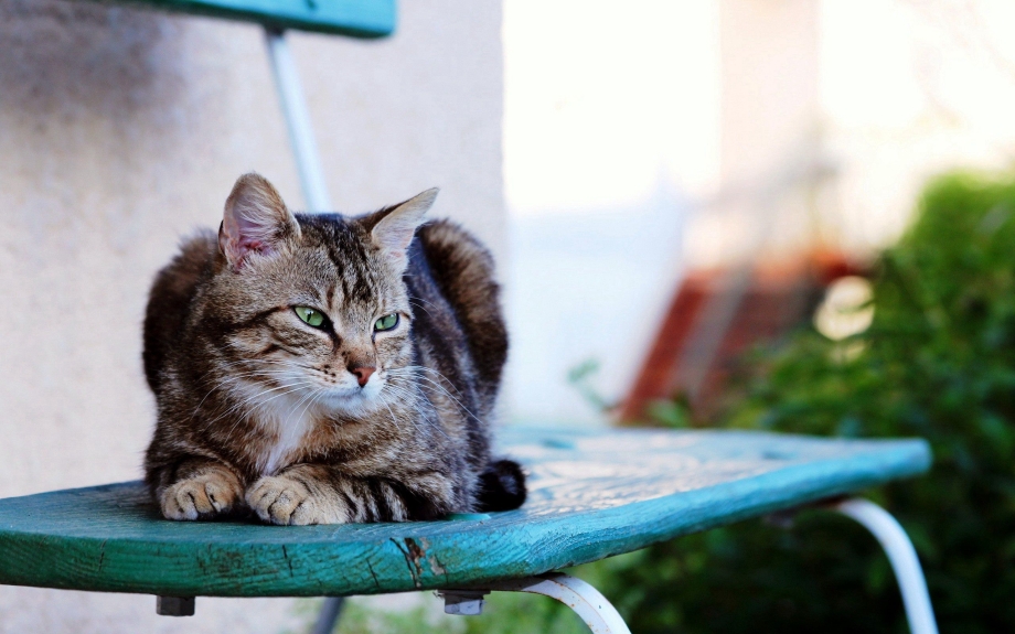 Кошечка сидит