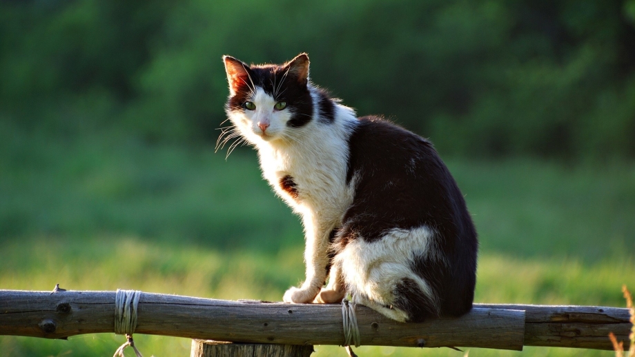 Сидячий кот