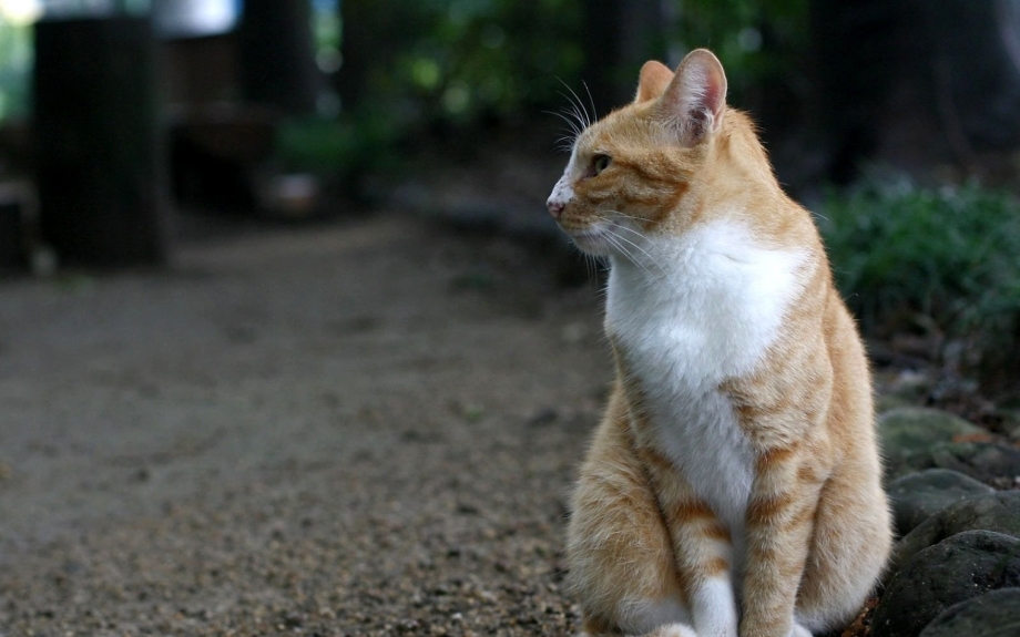 На кортах сидит