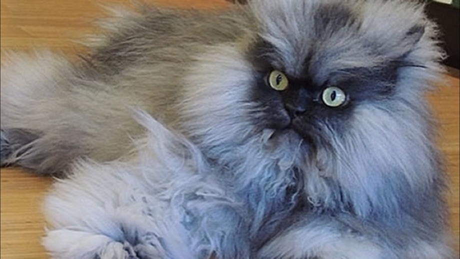 Кошка с длинной шерстью