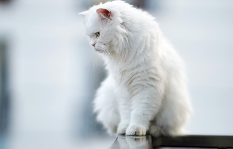Кот альбинос