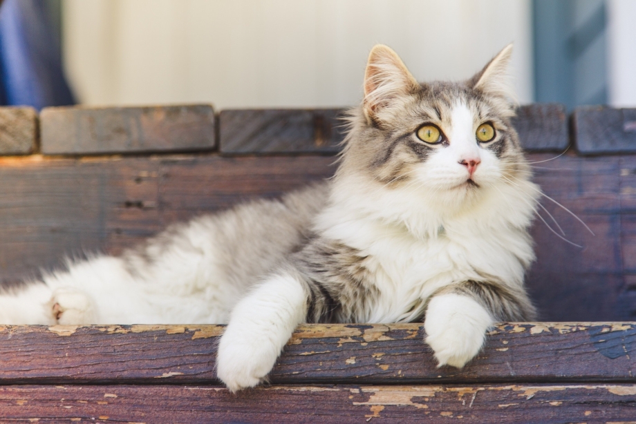 Норвежская Лесная кошка короткошерстная