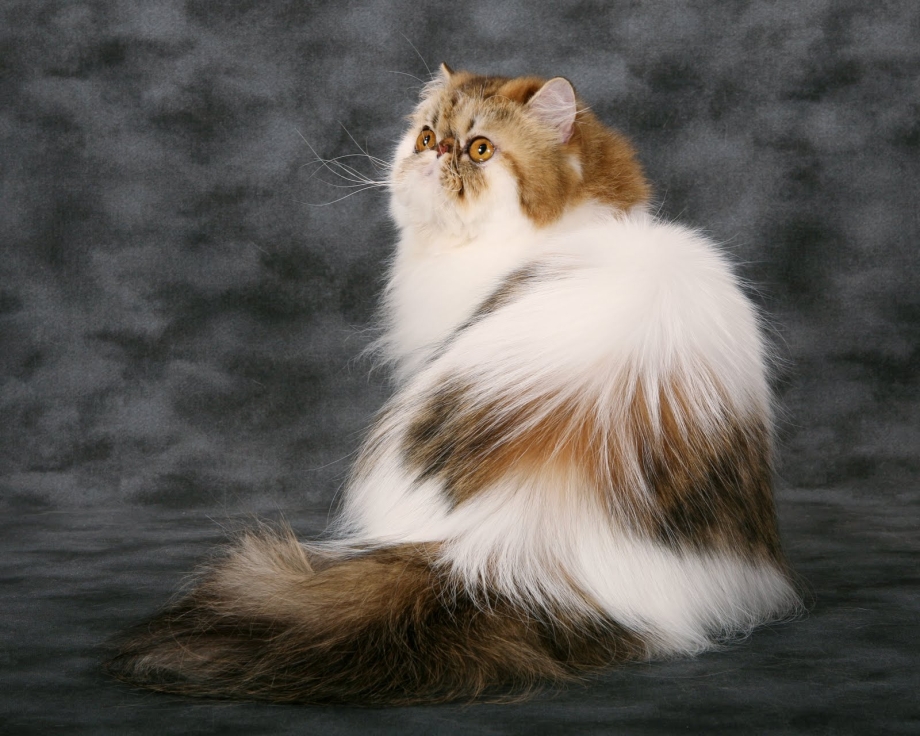 Лохматая кошка