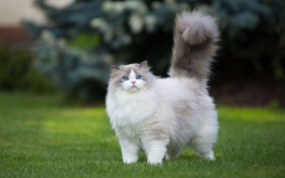 Норвежская Лесная кошка белая