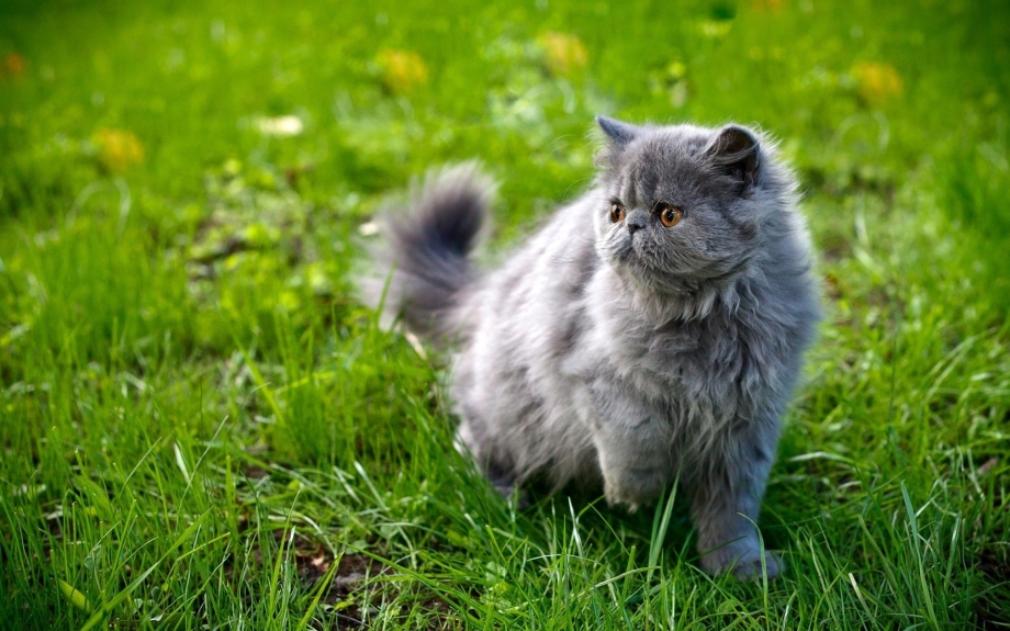 Серая пушистая кошка