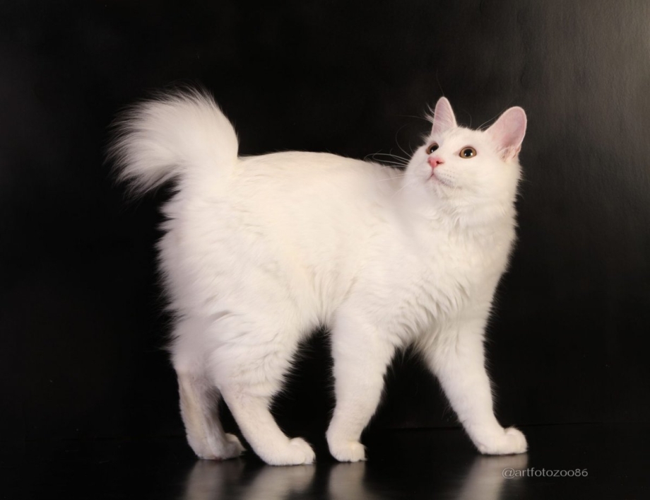 Кот Курильский бобтейл черный