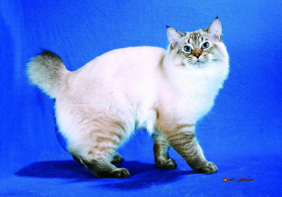Коты Бобслей фото