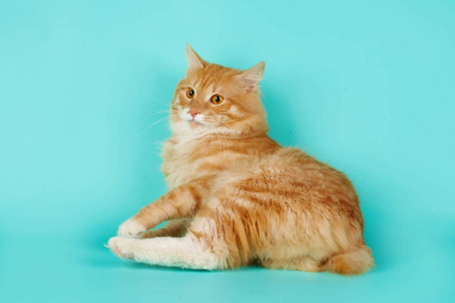 Новогодние коты