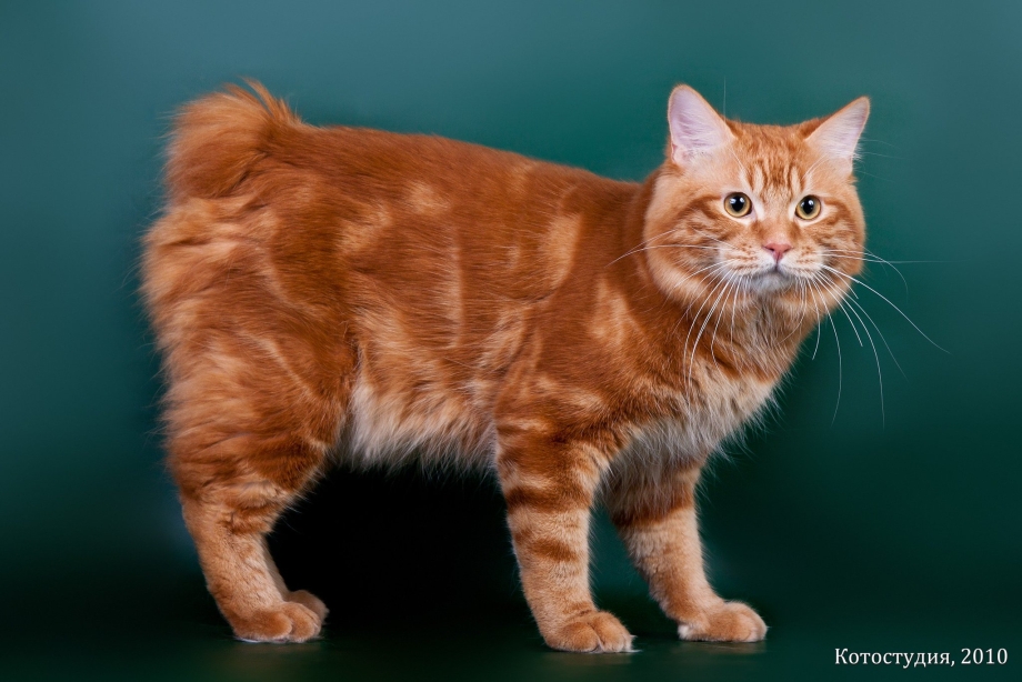 Коты курильскийбобтел