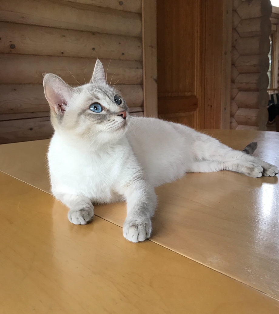 Курильский бобтейл