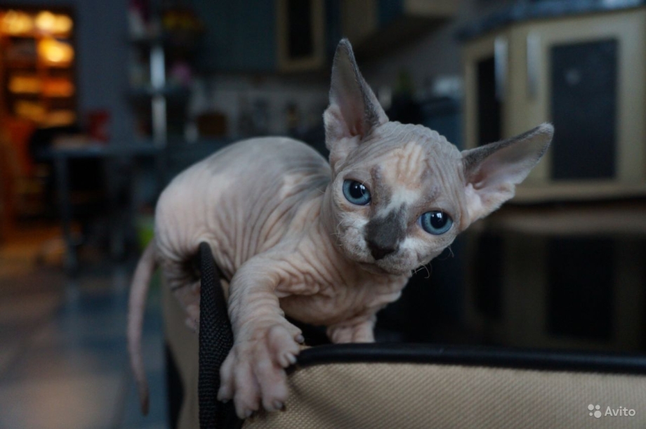 Бело Жемчужная кошка сфинкс