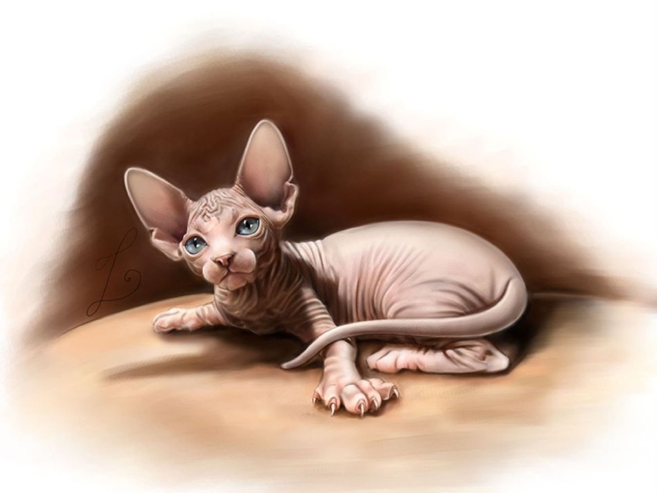 Кошка сфинкс с ромашкой