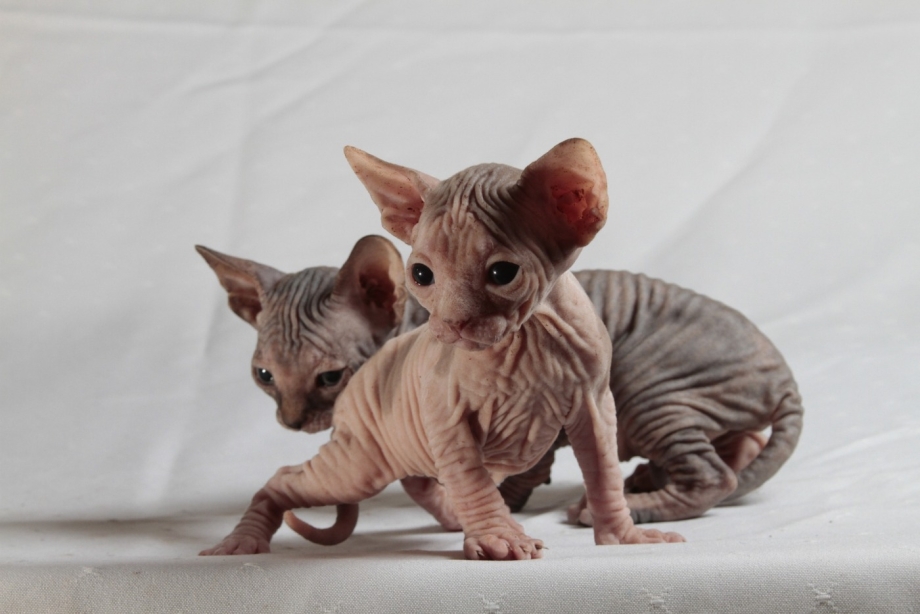 Beerus Sphinx