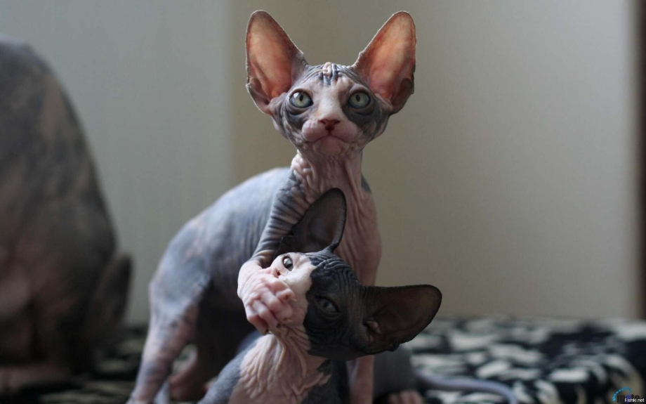 Китайский сфинкс кот