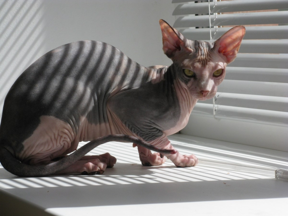 Лисья кошка