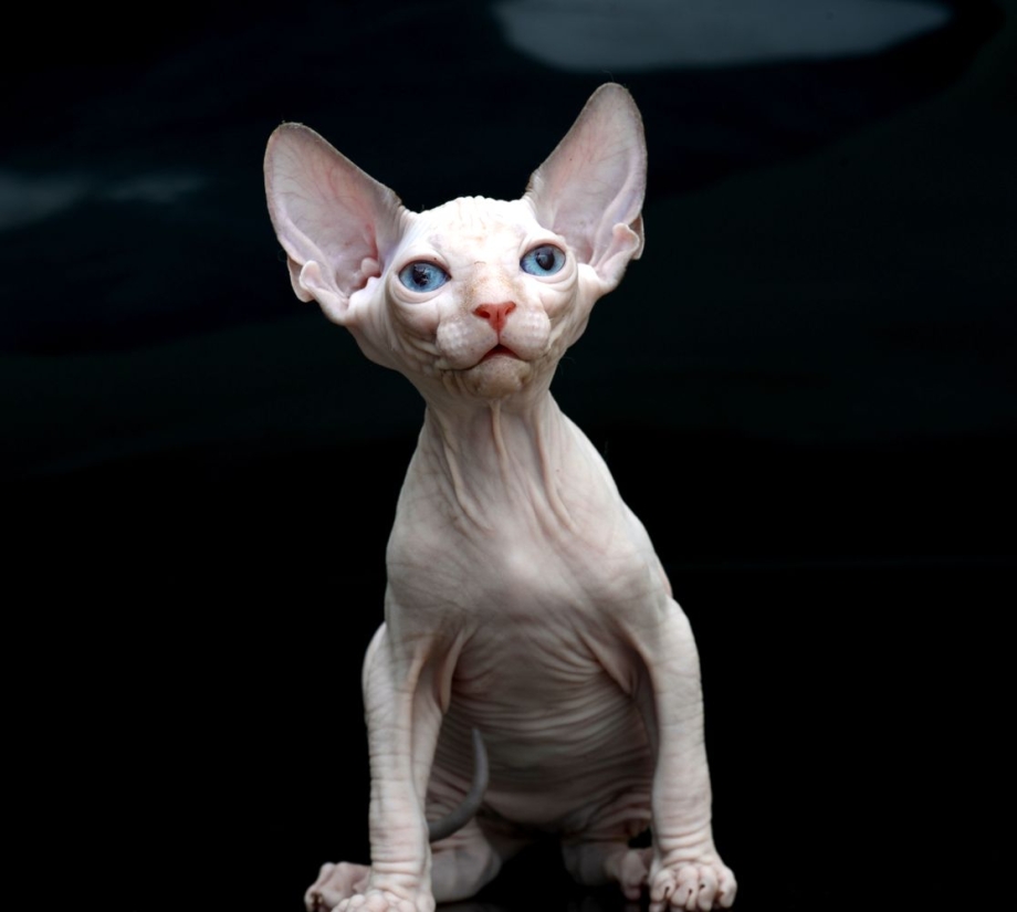 Эльф сфинкс кошка