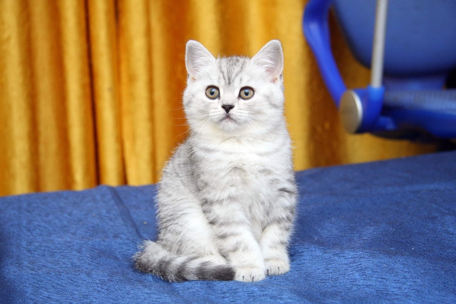 Котята британцы полосатые