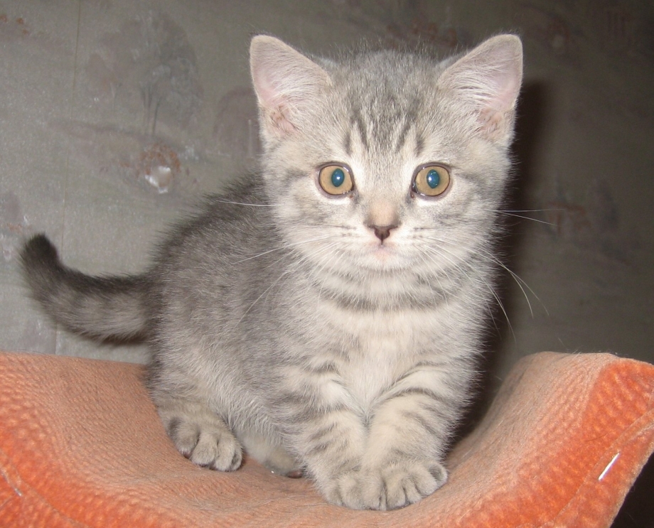 Шотландская котенок прямоухая серая