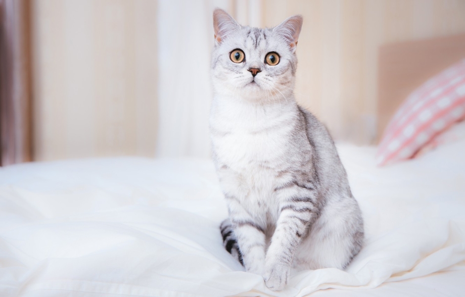 Светло серая кошка