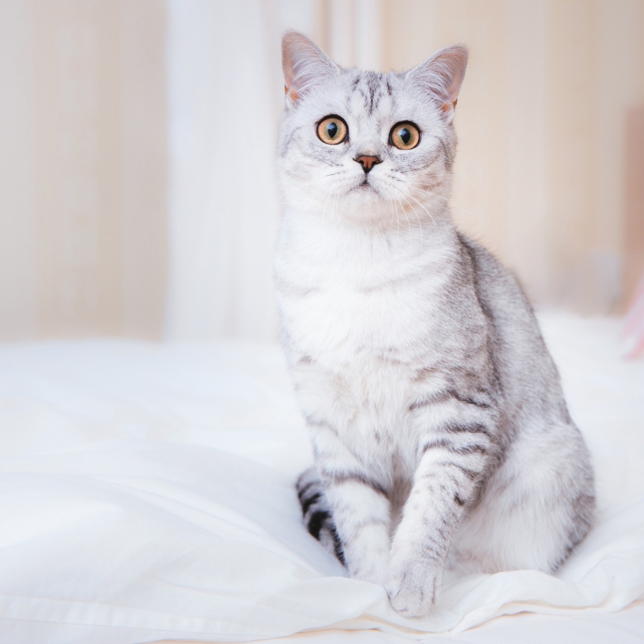 Шотландская короткошёрстная кошка
