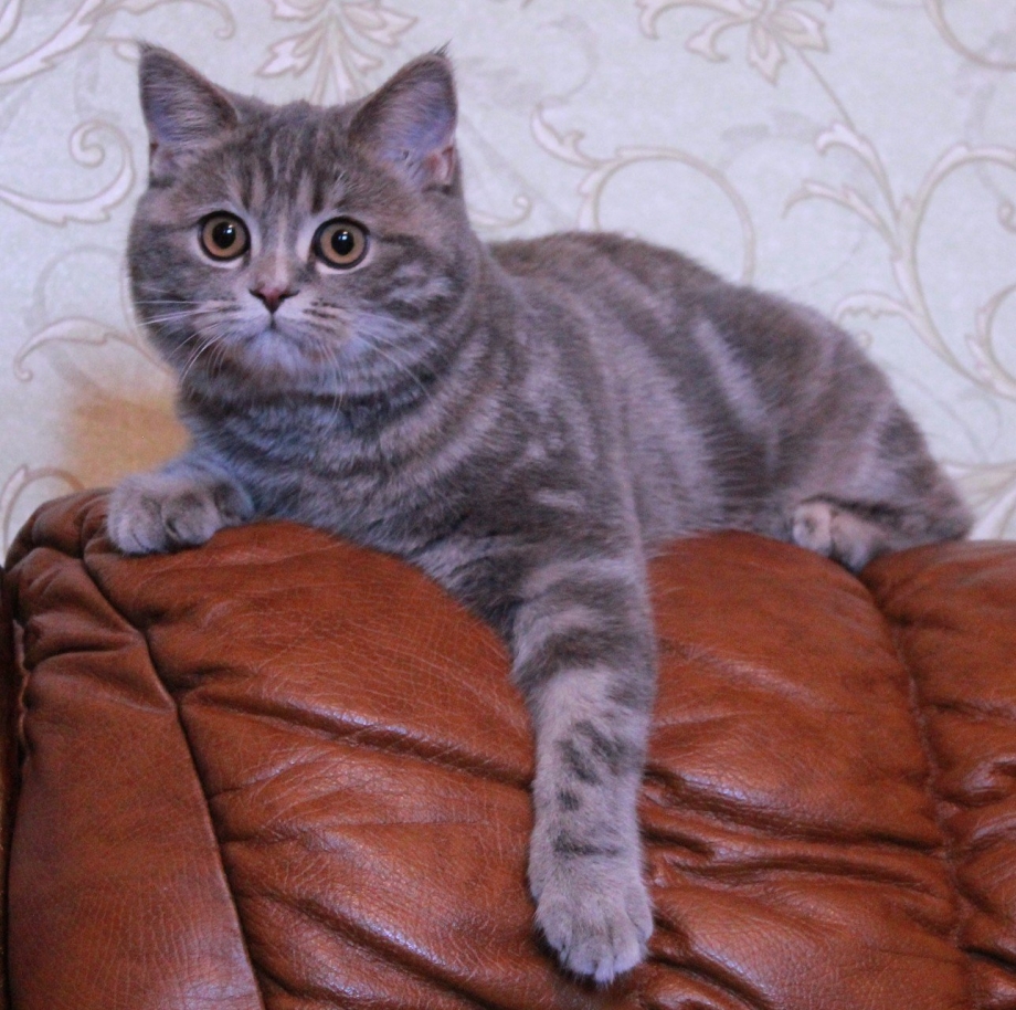 Шотландская короткошерстная страйт