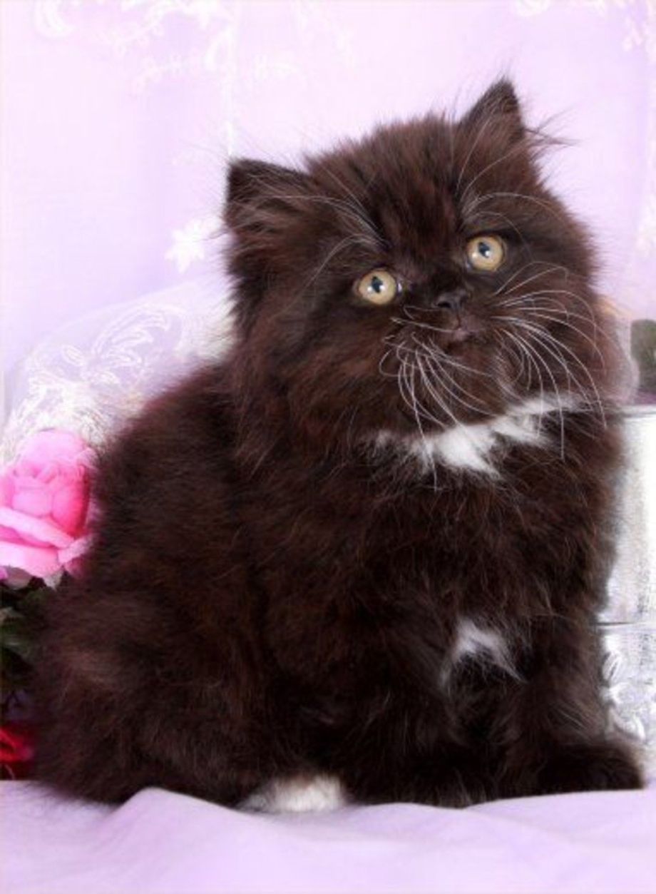 Черный персидский котенок