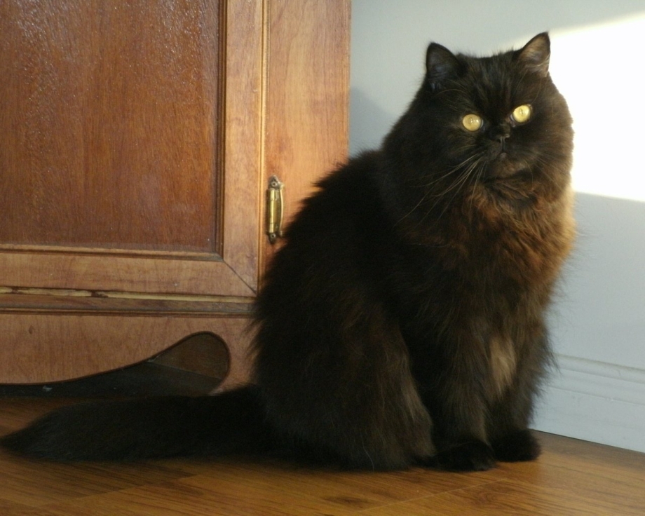 Персидский кот