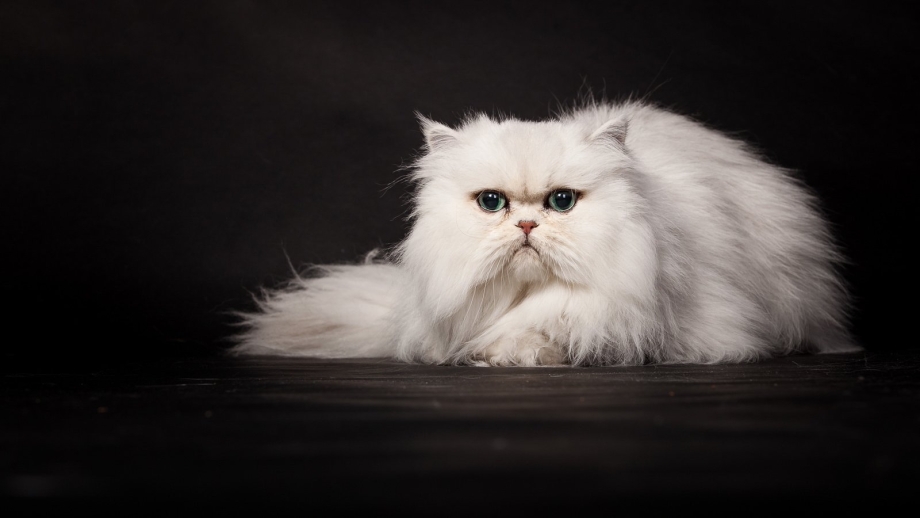 Персидская кошка белая