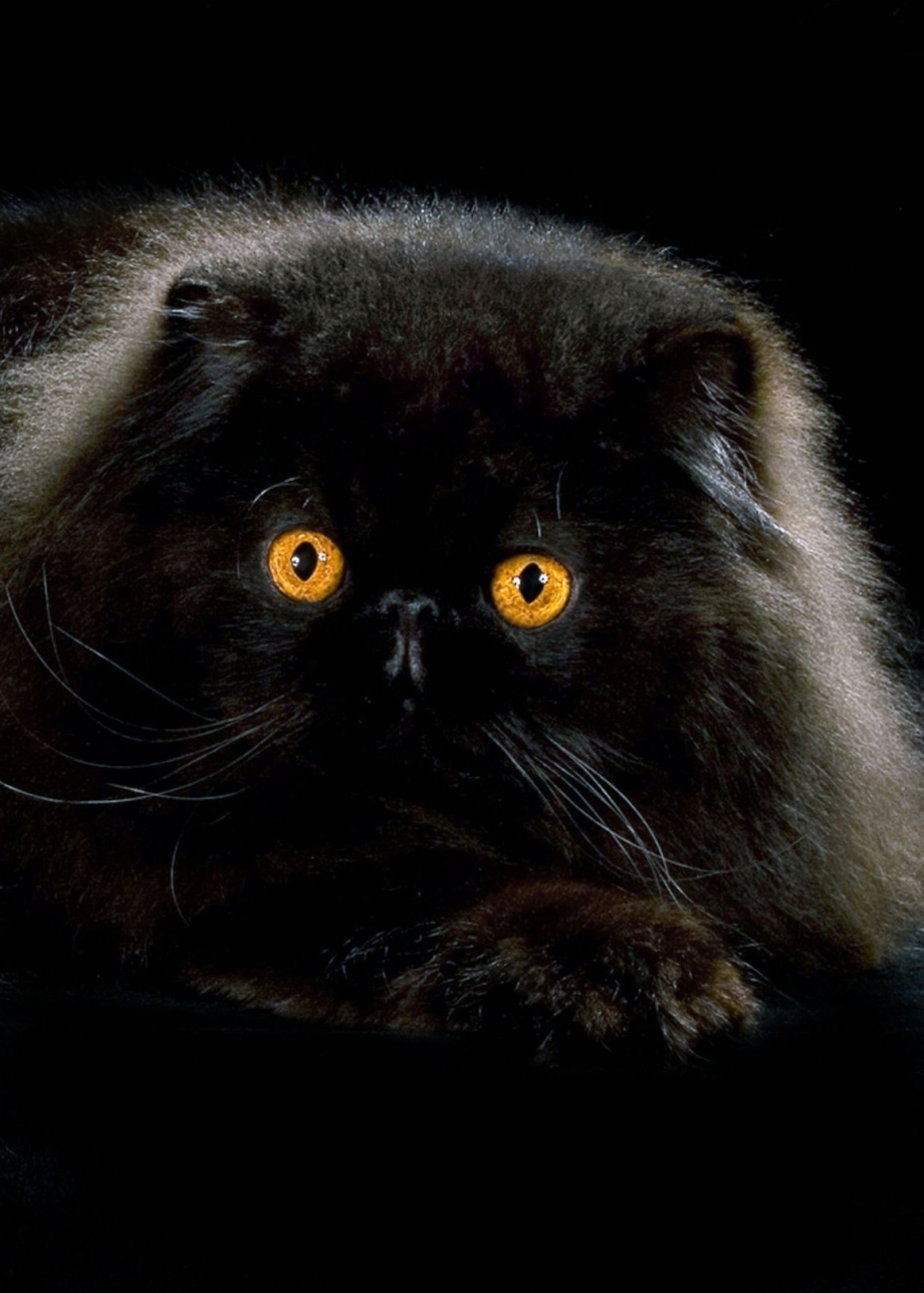 Гималайская вислоухая кошка