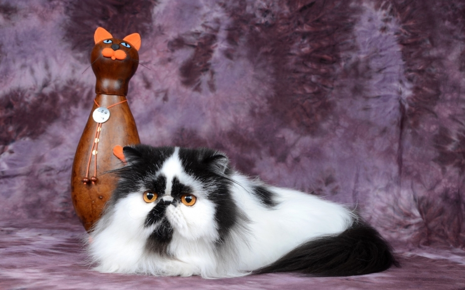 Пятнистый персидский кот