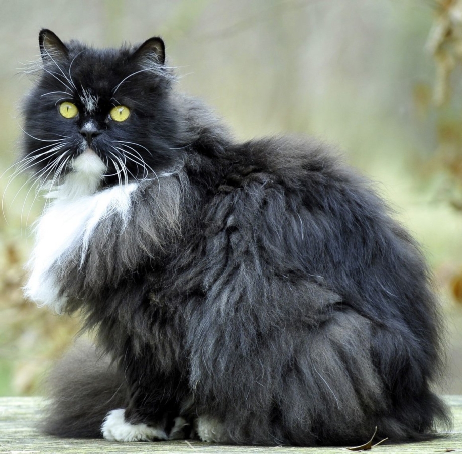 Персидская Лесная кошка