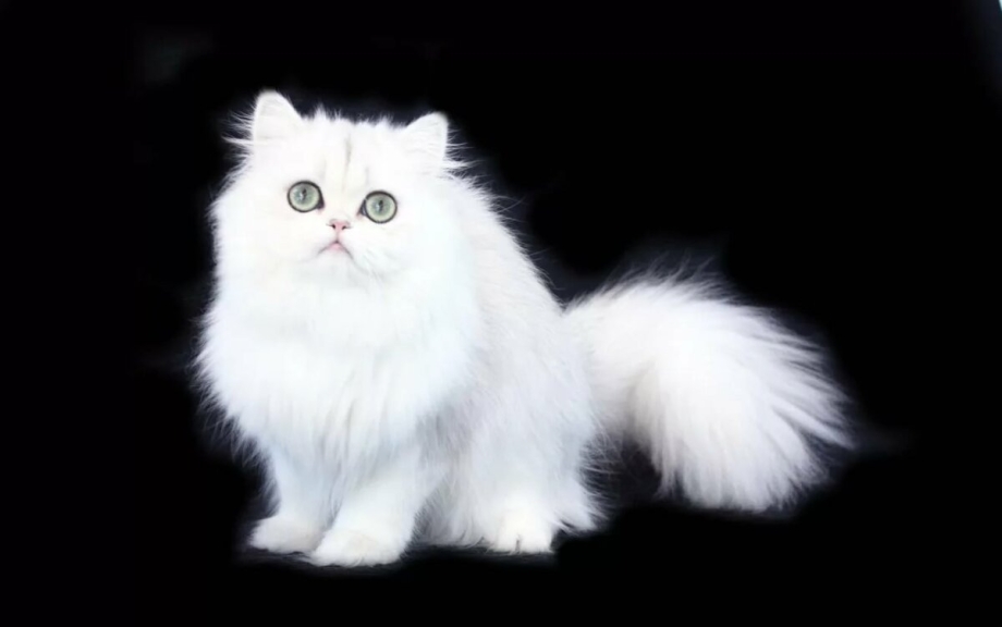 Белый персидский кот