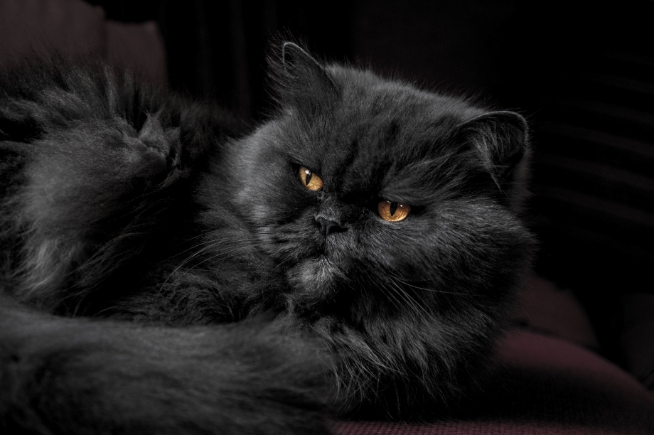 Персидско Сибирская кошка