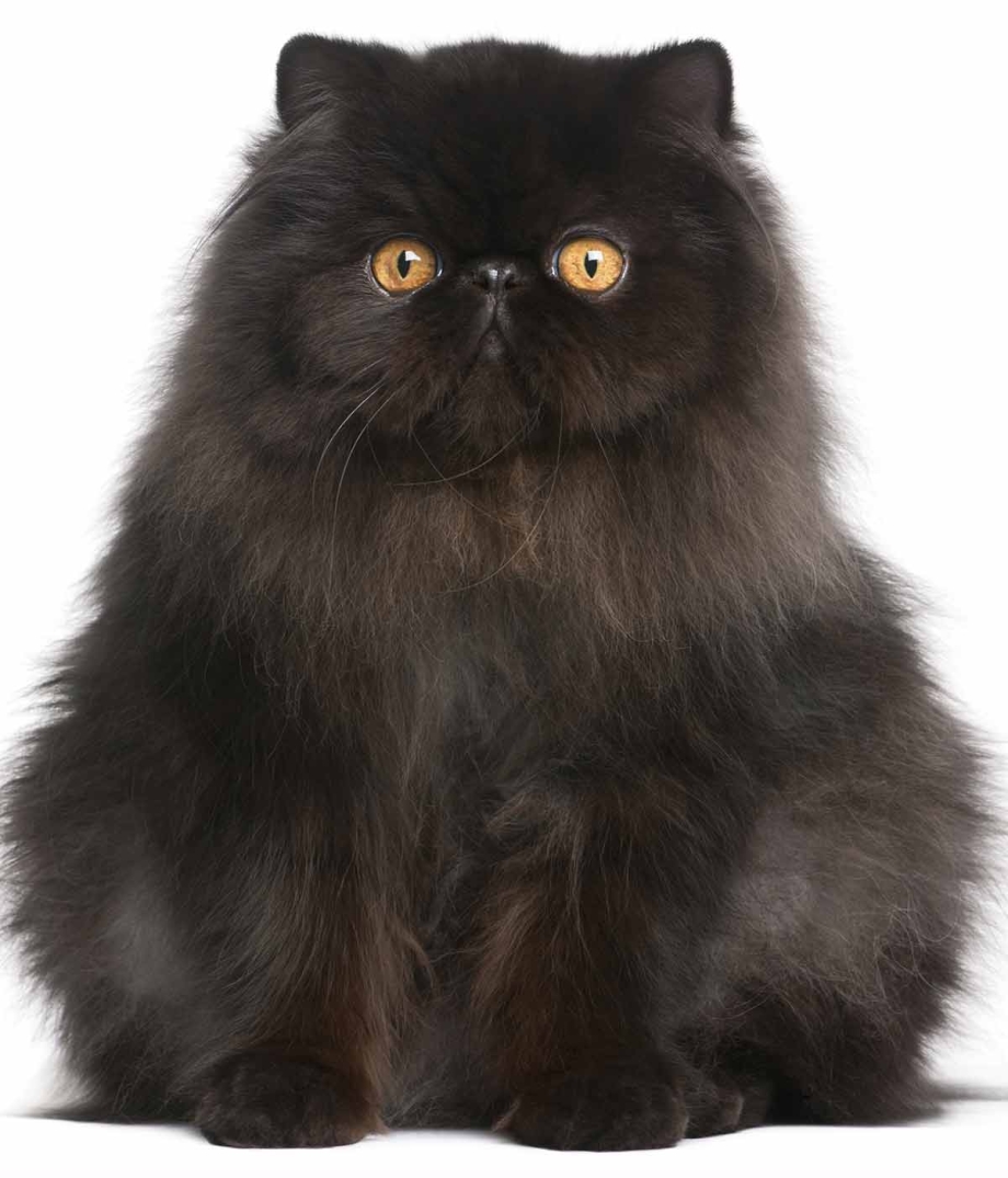 Персидская кошка черная