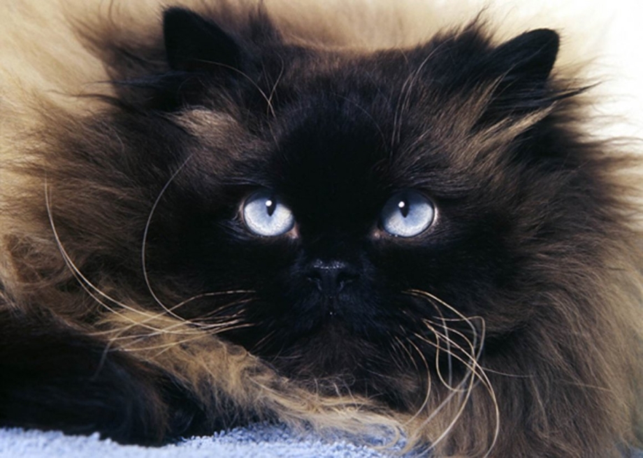 Гималайская кошка черная