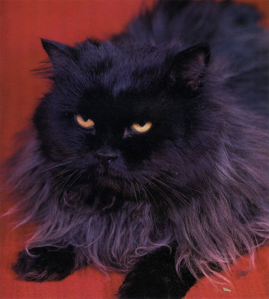 Персидский кот черный
