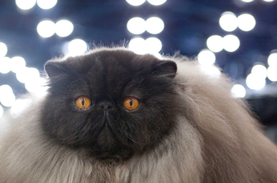 Огромный персидский кот