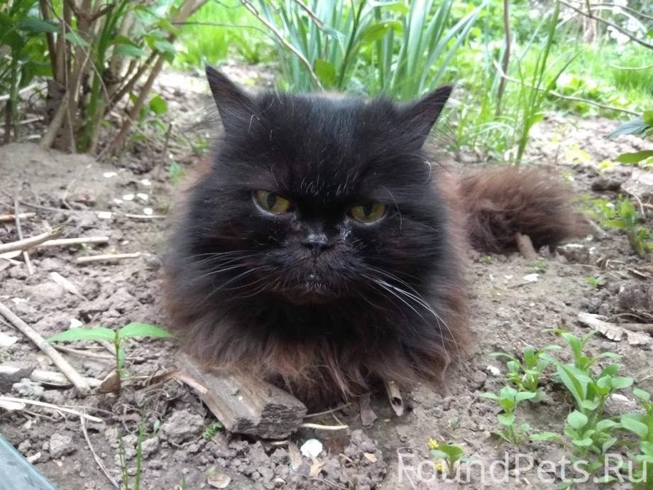 Зубастая Персидская кошка
