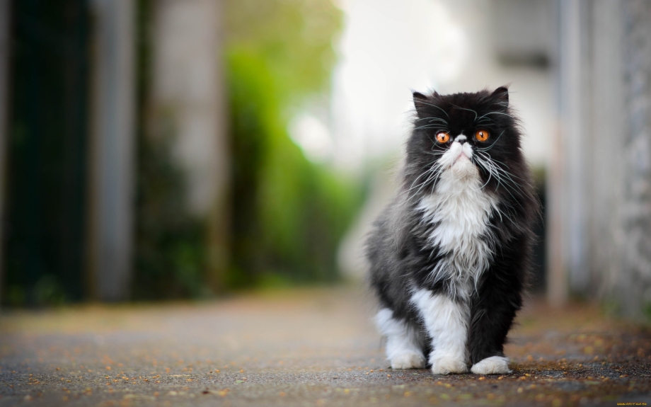 Персидская кошка