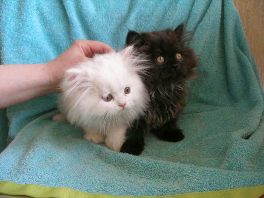 Белый персидский кот