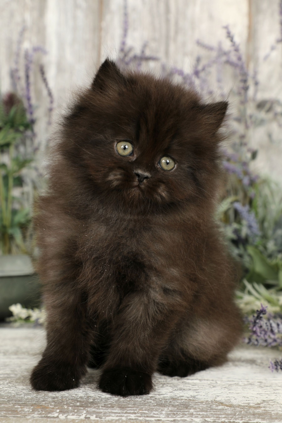 Персидская шиншилла кошка черная