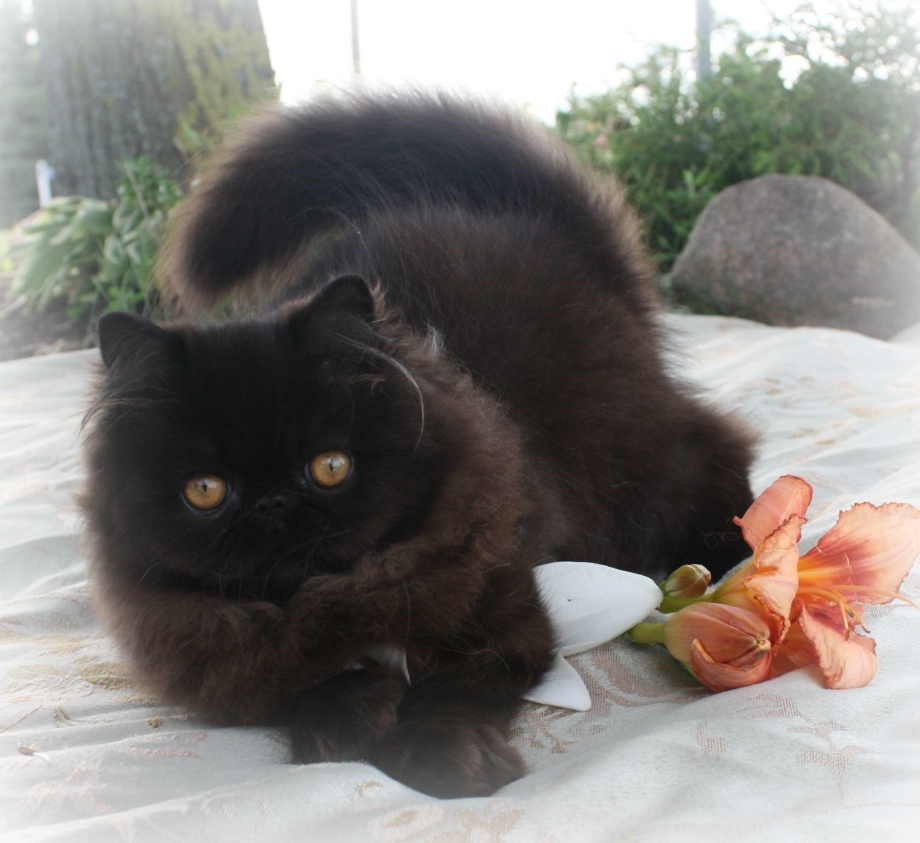 Гималайский кот черный