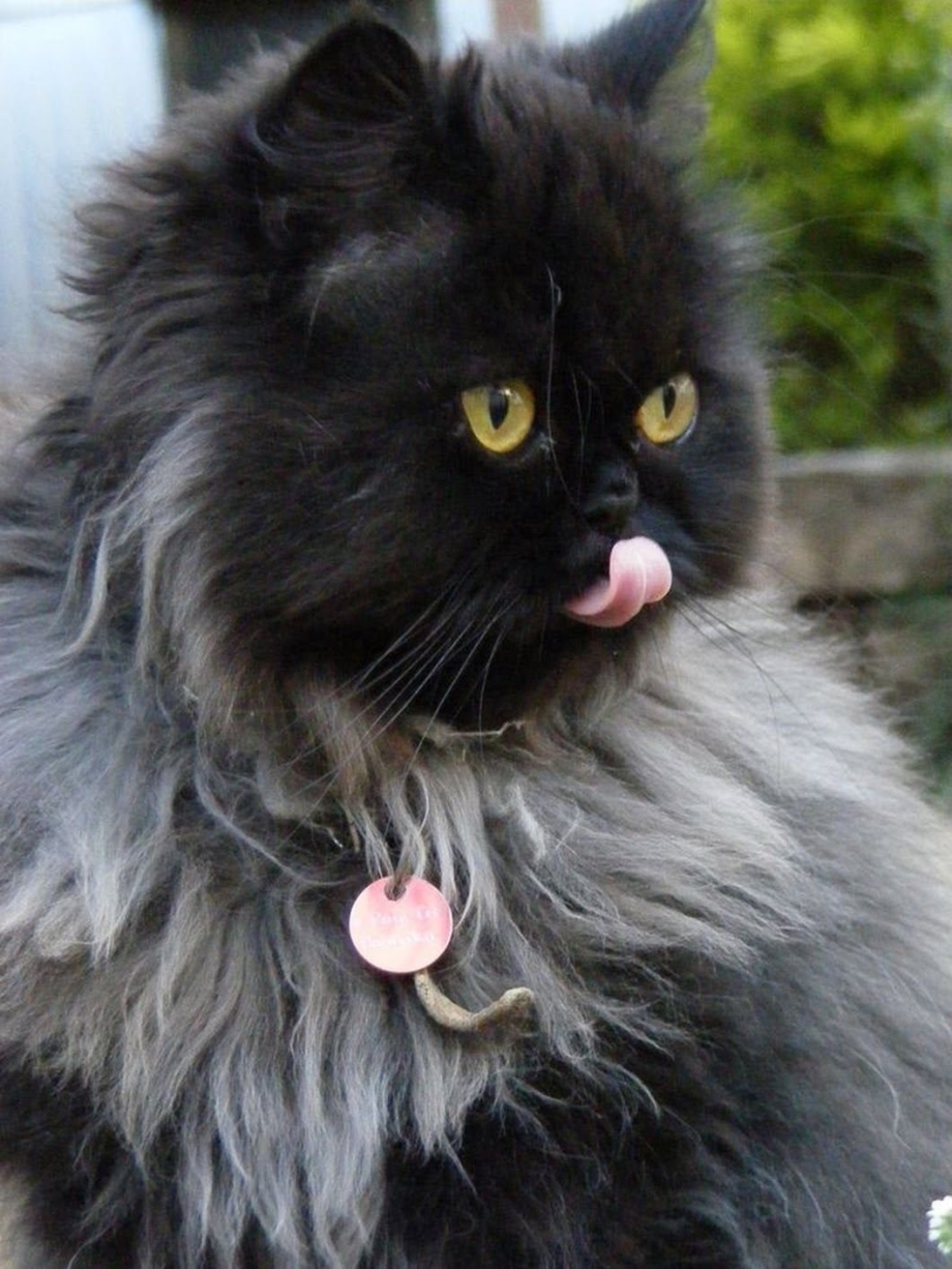 Персидский кот черный