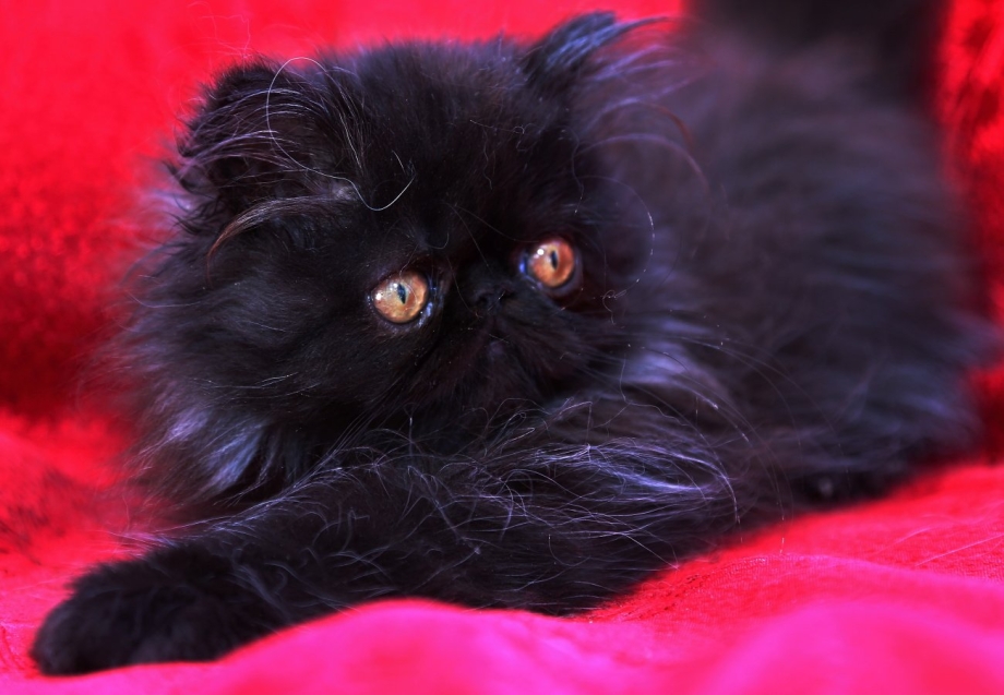Персидский кот