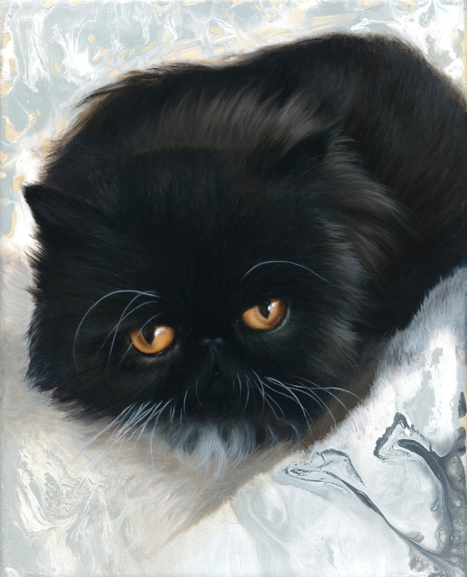 Персидский кот черный котенок