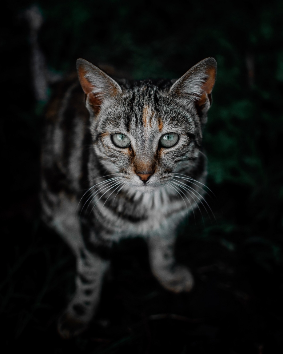 Азиатская табби кошка полосатая